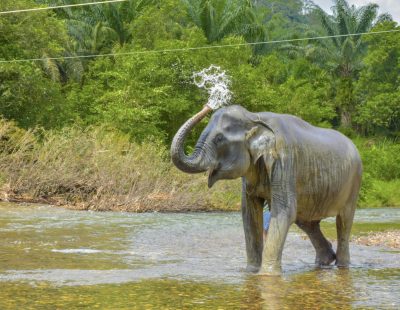 Baothong Elephent Home (52)