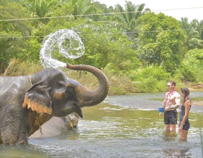 Baothong Elephent Home (77)